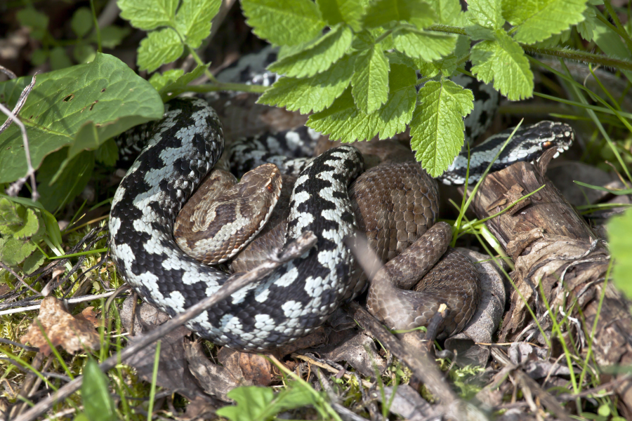 Die Fauna in Bieszczady